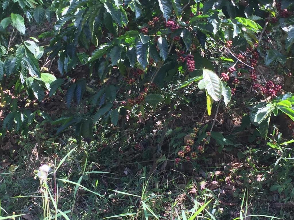 Green Land Estate Homestay 5 Rooms With Garden View Madikeri Exterior foto